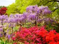 あしかがフラワーパークの写真_1330580