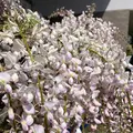 あしかがフラワーパークの写真_1330582