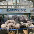 あしかがフラワーパークの写真_1330584
