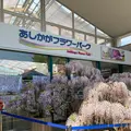 あしかがフラワーパークの写真_1330586