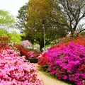 あしかがフラワーパークの写真_1330590