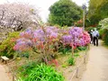 あしかがフラワーパークの写真_1330596