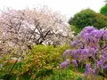 あしかがフラワーパークの写真_1330597