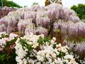 あしかがフラワーパークの写真_1330602