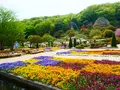 あしかがフラワーパークの写真_1330603