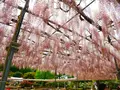 あしかがフラワーパークの写真_1330609