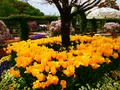あしかがフラワーパークの写真_1330611