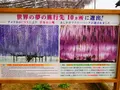 あしかがフラワーパークの写真_1331946