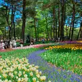 国営ひたち海浜公園の写真_1335877