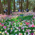 国営ひたち海浜公園の写真_1335878