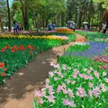国営ひたち海浜公園の写真_1335880