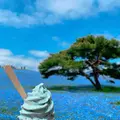 国営ひたち海浜公園の写真_1335887