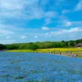 国営ひたち海浜公園の写真_1335893