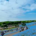 国営ひたち海浜公園の写真_1335895