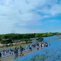 国営ひたち海浜公園の写真_1335896
