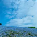 国営ひたち海浜公園の写真_1335897