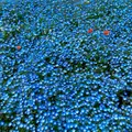 国営ひたち海浜公園の写真_1335898