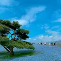国営ひたち海浜公園の写真_1335899