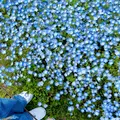 国営ひたち海浜公園の写真_1335910