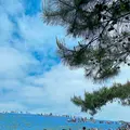 国営ひたち海浜公園の写真_1335912