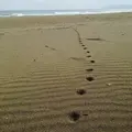 砂浜美術館の写真_133732