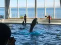 アクアワールド茨城県大洗水族館の写真_1345156