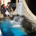 忍野八海の写真_1349138