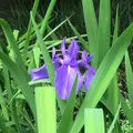 泉谷公園の写真_1354888
