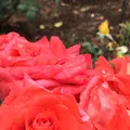 千葉市都市緑化植物園の写真_1358686
