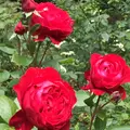 千葉市都市緑化植物園の写真_1358687