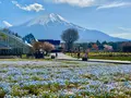 山中湖花の都公園の写真_1359024