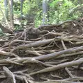 御岳山の写真_1360748