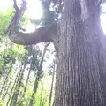 御岳山の写真_1360753