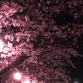 真間川沿い桜並木の写真_1362832