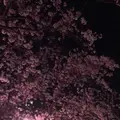 真間川沿い桜並木の写真_1362833