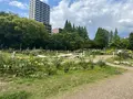 靱公園の写真_1367057