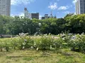 靱公園の写真_1367058