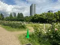 靱公園の写真_1367064