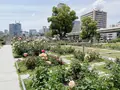 中之島バラ園の写真_1368358