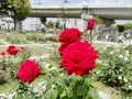 中之島バラ園の写真_1368386