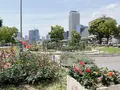 中之島公園の写真_1368982