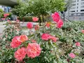 中之島公園の写真_1368983