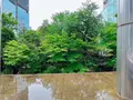 中自然の森の写真_1369307