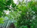 中自然の森の写真_1369317