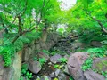 中自然の森の写真_1369321