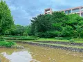 花野（新梅田シティの里山）の写真_1369945