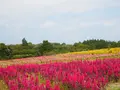 那須フラワーワールドの写真_1370308