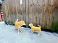 大阪市立住まいのミュージアム 大阪くらしの今昔館の写真_1375699