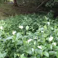 泉谷公園の写真_1376387