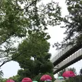 千葉公園の写真_1376825